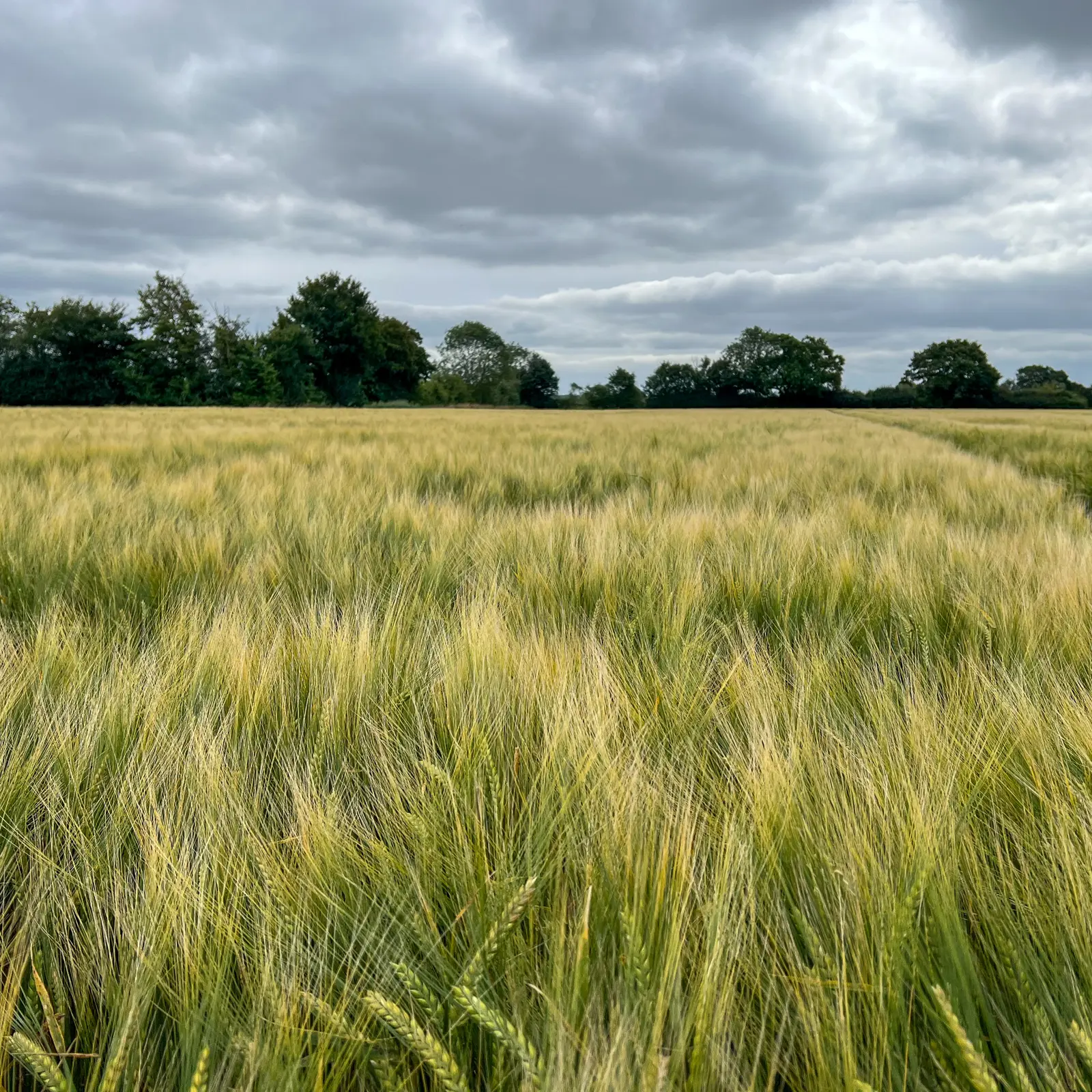 Spring Barley | Walnes Seeds