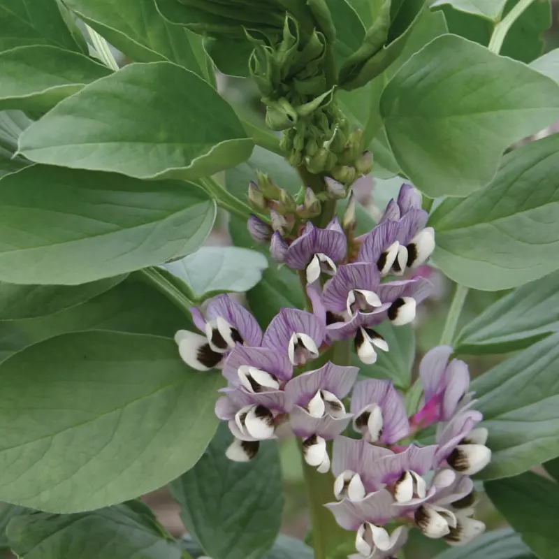 Spring Beans seed | Walnes Seeds