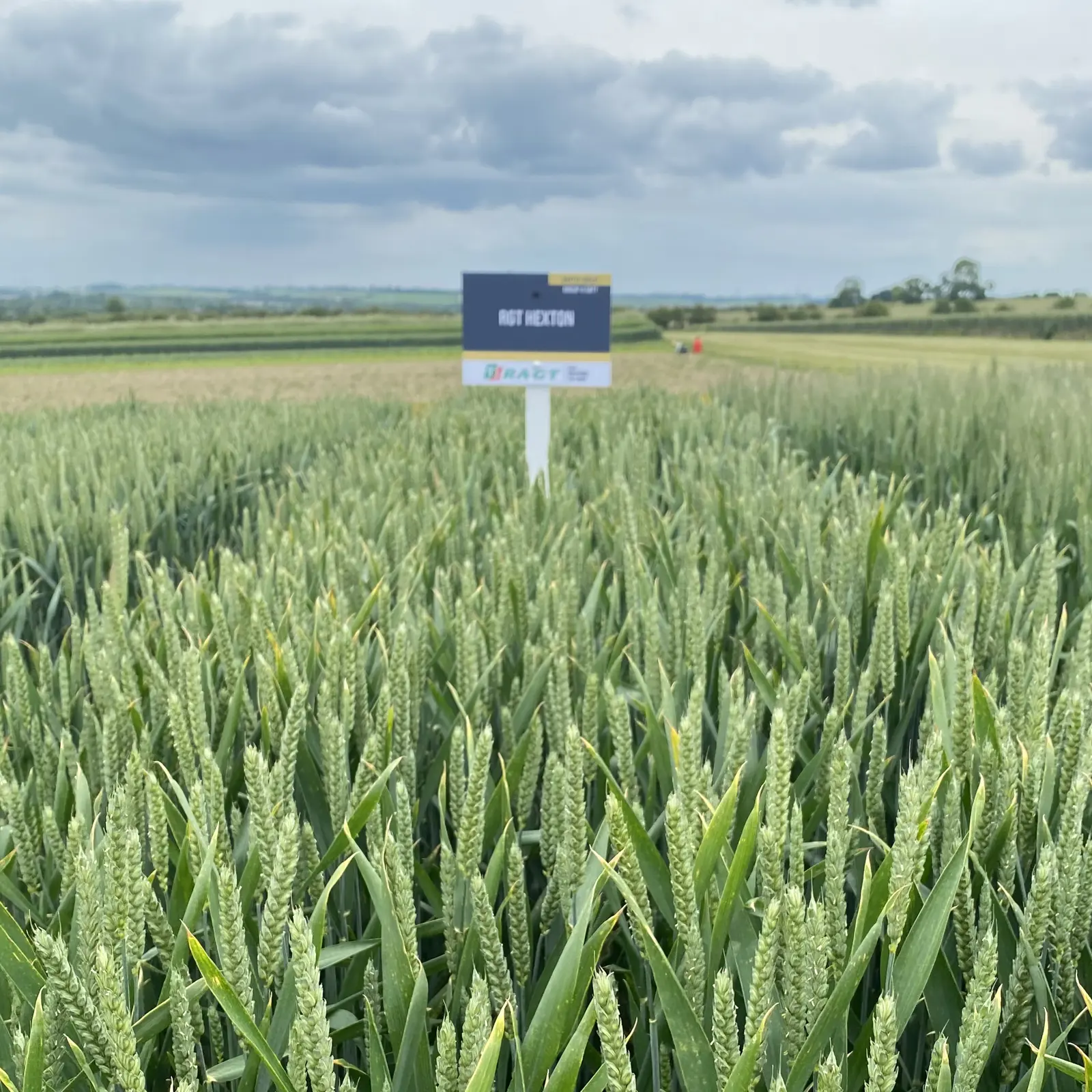 Group 4 - Soft Endosperm seeds | Walnes Seeds