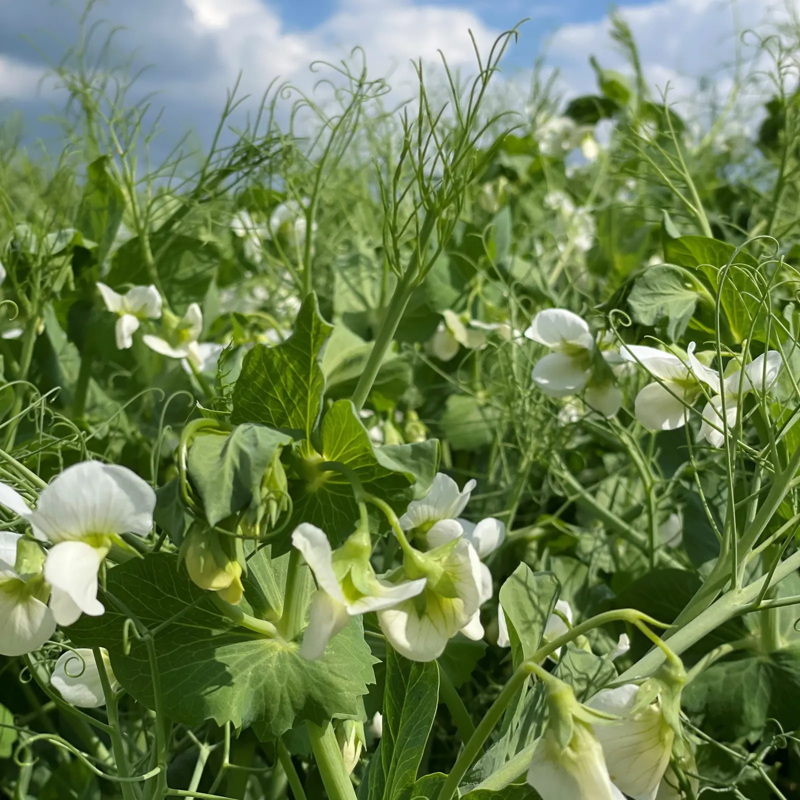 Walnes Seeds | Full portfolio of spring seed varieties